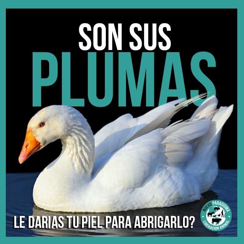 PLUMAS RELLENO